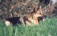 Small picture of  Boa von der Burg Neideck