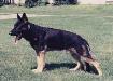 Small picture of SG Lewis von Malatesta